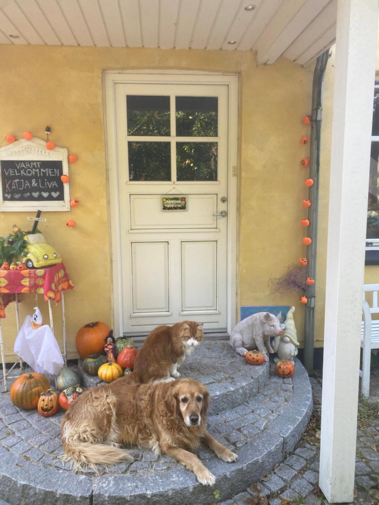 Katja B&B Roskilde Tutti Frutti Home Hedehusene Extérieur photo